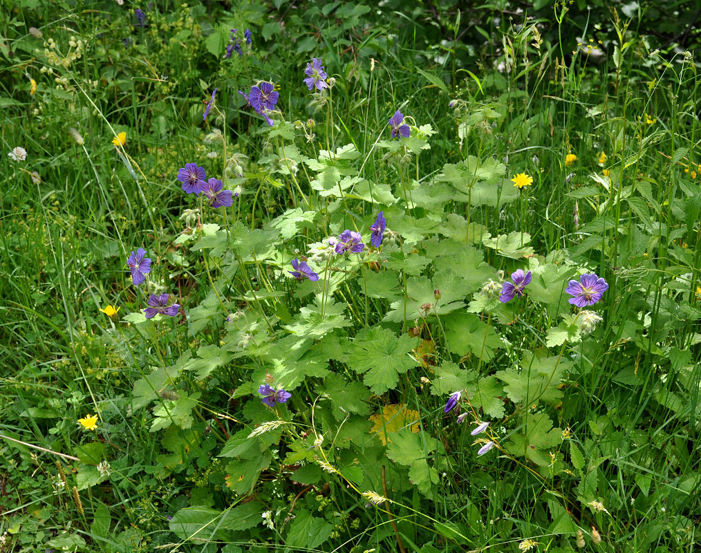 Image of Geranium ibericum specimen.