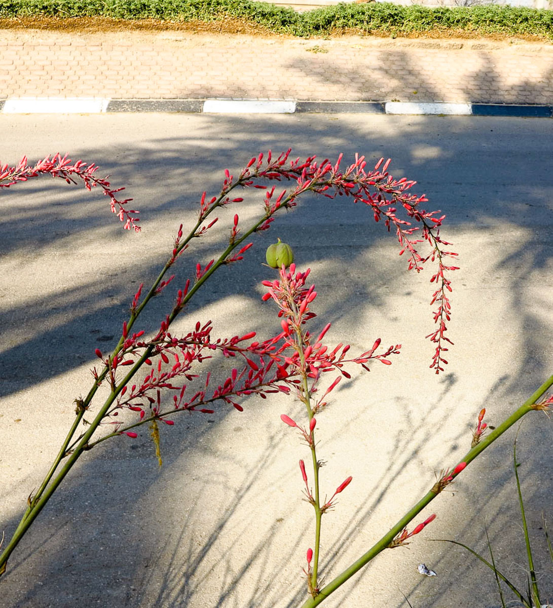 Image of Hesperaloe parviflora specimen.