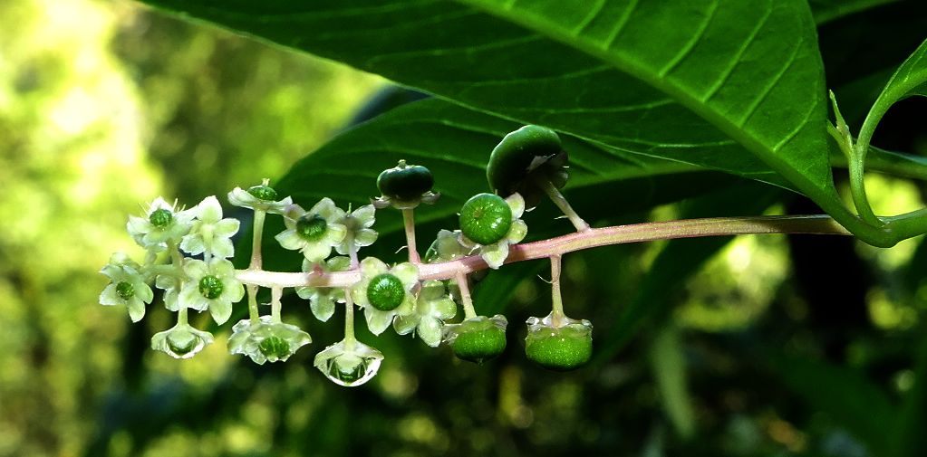 Image of Phytolacca americana specimen.