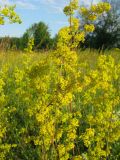 Galium verum. Часть соцветия. Республика Татарстан, Зеленодольский р-н, окр. с. Урняк, луг. 19.06.2015.