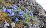 Oxytropis nigrescens