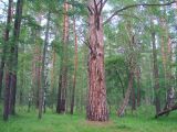 Pinus sylvestris. Нижняя часть ствола. Иркутская обл., Шелеховский р-н, окр. с. Шаманка, сосново-лиственнично-берёзовый лес. 11.06.2016.