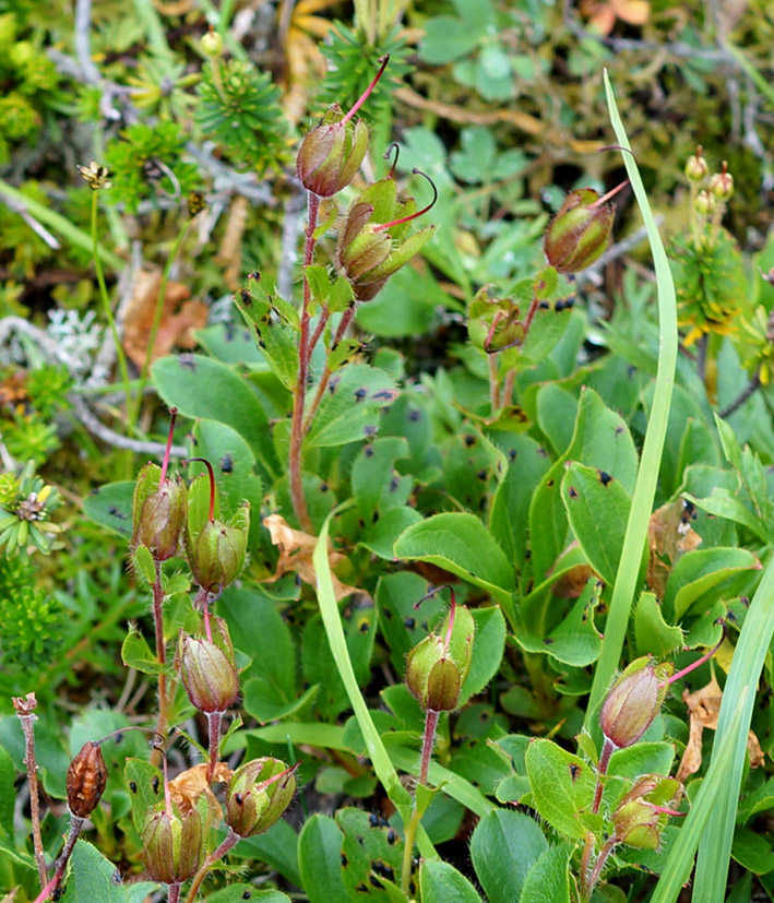 Image of Rhododendron camtschaticum specimen.