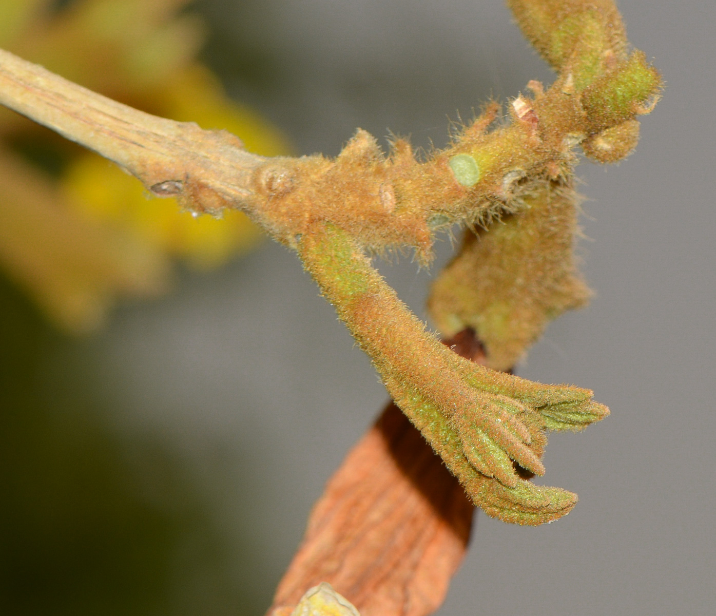 Image of Handroanthus chrysanthus specimen.