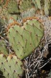 Opuntia engelmannii