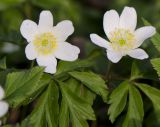 Anemone nemorosa