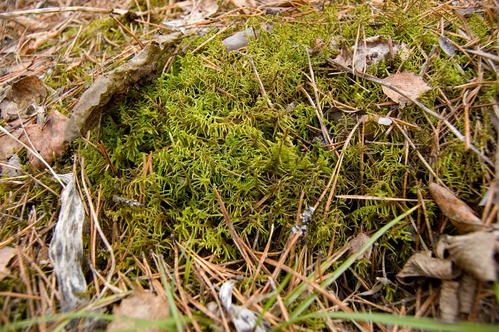 Image of Abietinella abietina specimen.