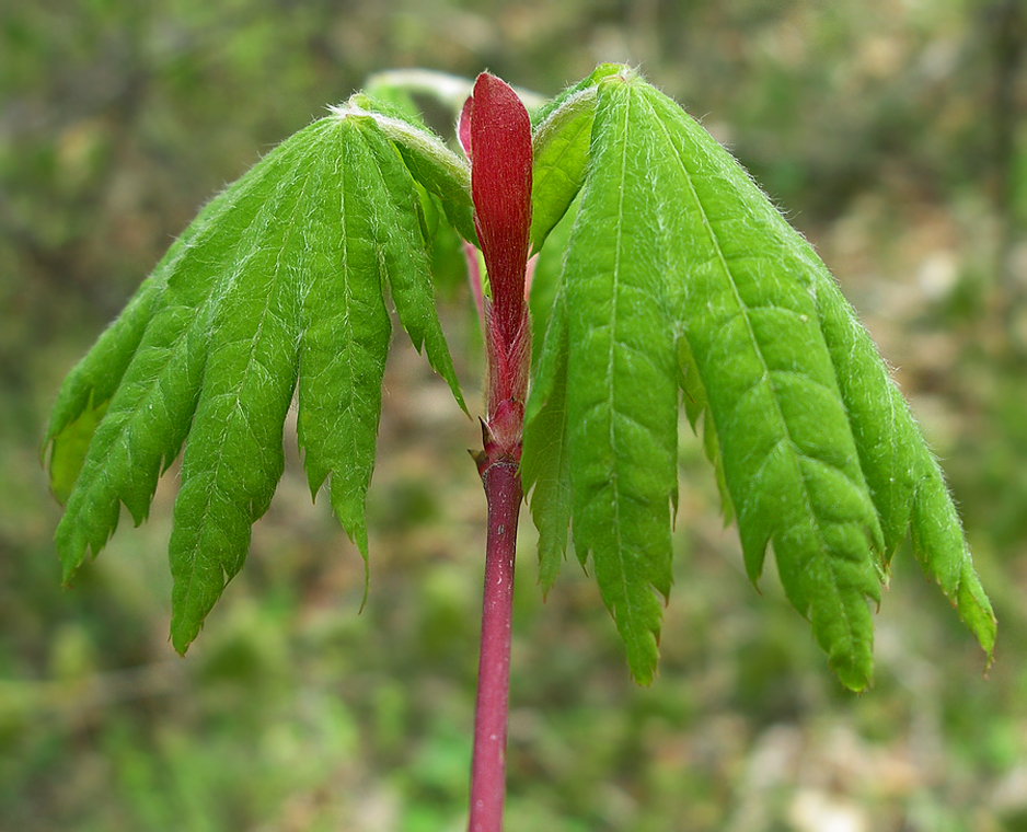 Изображение особи Acer pseudosieboldianum.