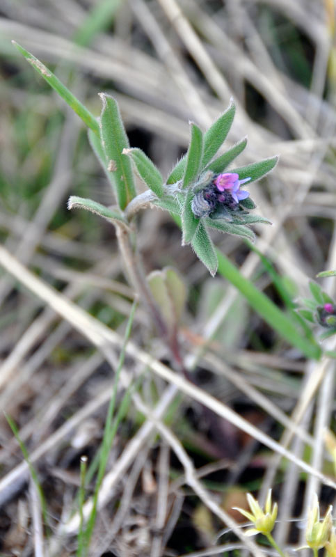 Image of Buglossoides arvensis specimen.