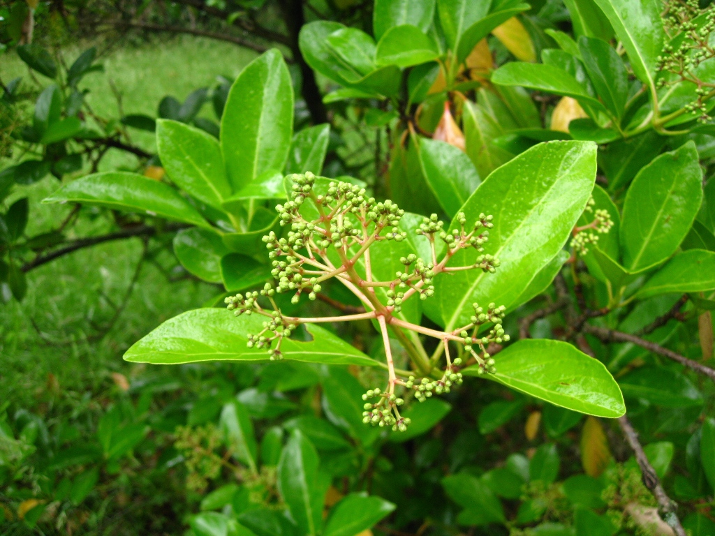 Image of Viburnum odoratissimum var. awabuki specimen.