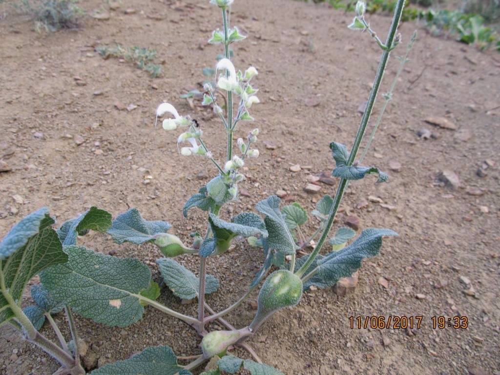 Image of Salvia limbata specimen.