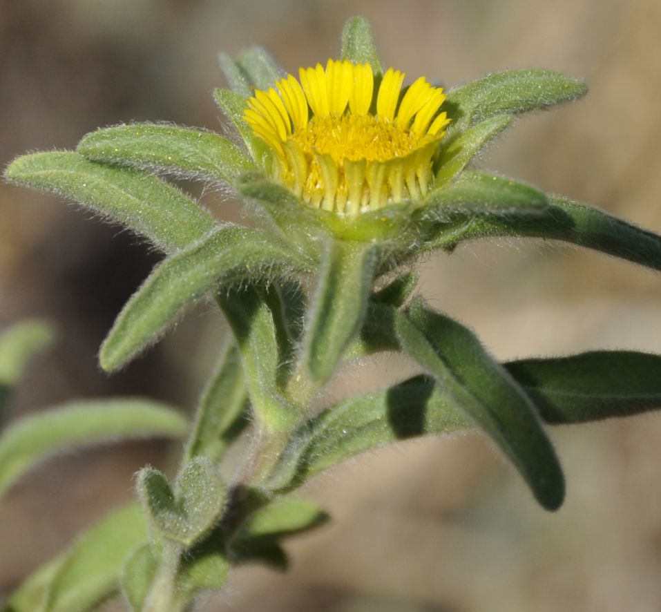 Изображение особи Asteriscus aquaticus.