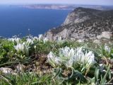 Ornithogalum fimbriatum