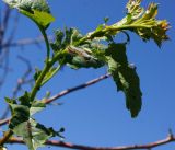 Crataegus chlorocarpa. Молодой побег с кормящимися гусеницами. Восточный Казахстан, Глубоковский р-н, окр.с. Бобровка, склон сопки с кустарниками. 19.05.2017.