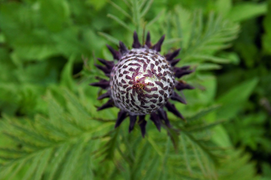 Image of Pedicularis atropurpurea specimen.