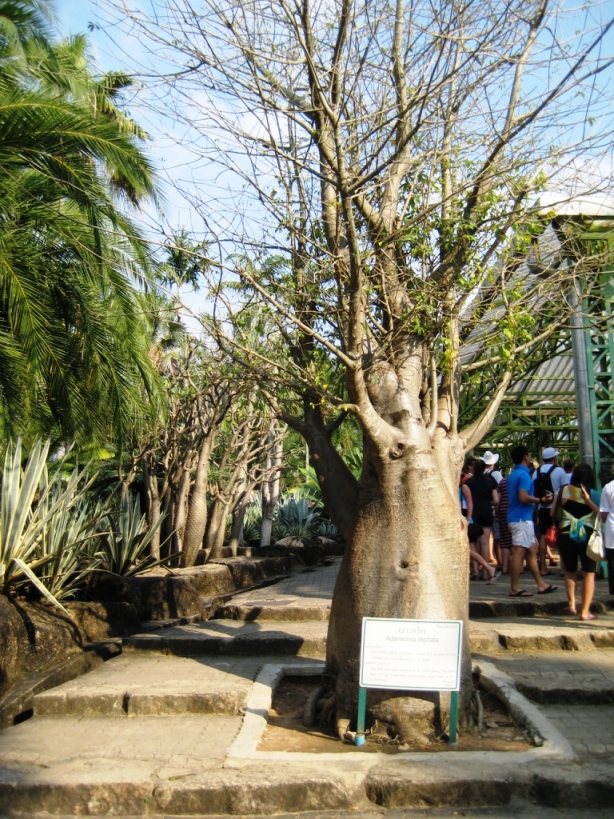 Image of Adansonia digitata specimen.