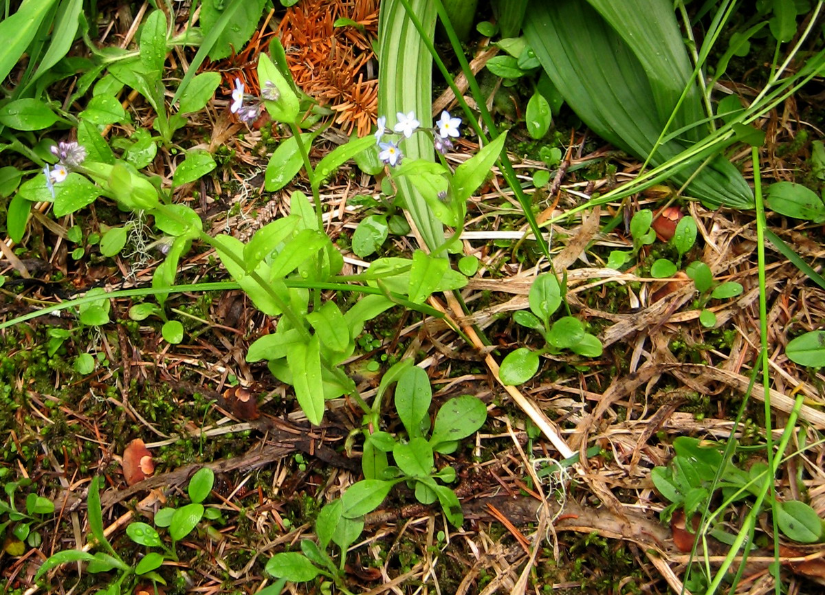 Изображение особи Myosotis ergakensis.