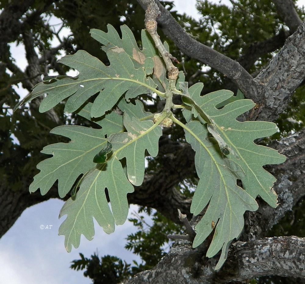 Image of Quercus pyrenaica specimen.