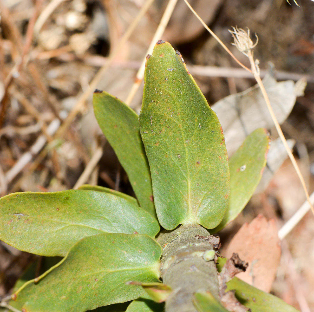 Image of Leucospermum cordifolium specimen.