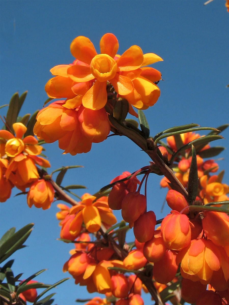 Image of Berberis trigona specimen.