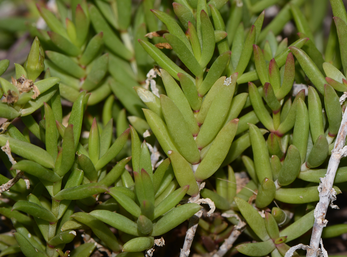 Изображение особи Delosperma luteum.