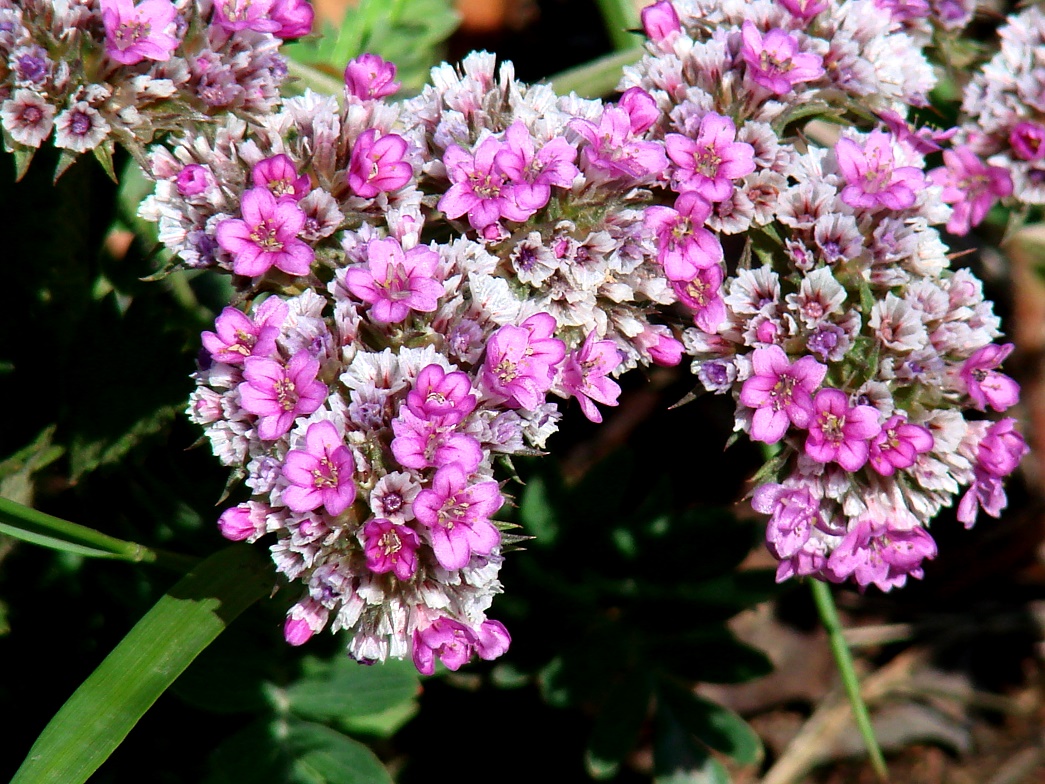 Image of Goniolimon speciosum specimen.