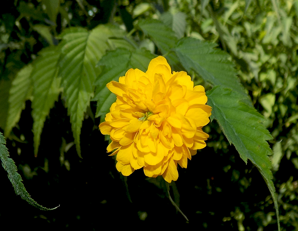 Image of Kerria japonica var. pleniflora specimen.