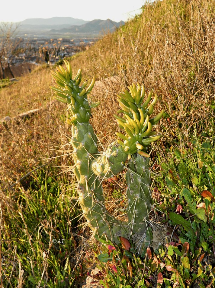 Изображение особи Austrocylindropuntia subulata.