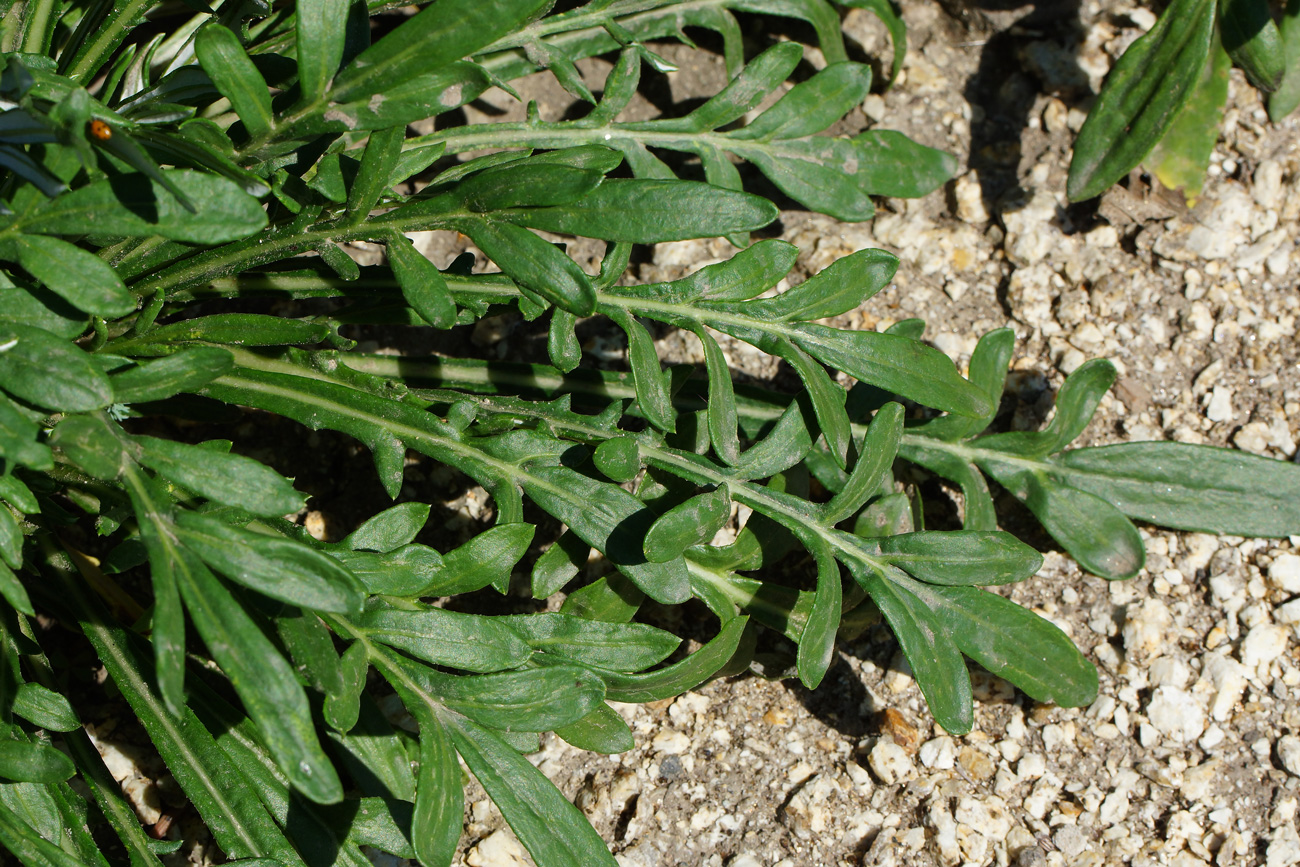 Изображение особи Gazania rigens.