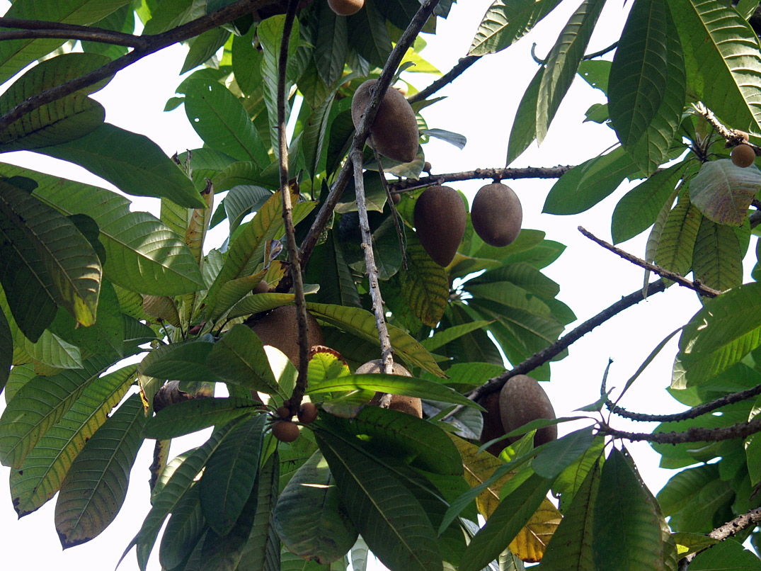 Image of Pouteria sapota specimen.