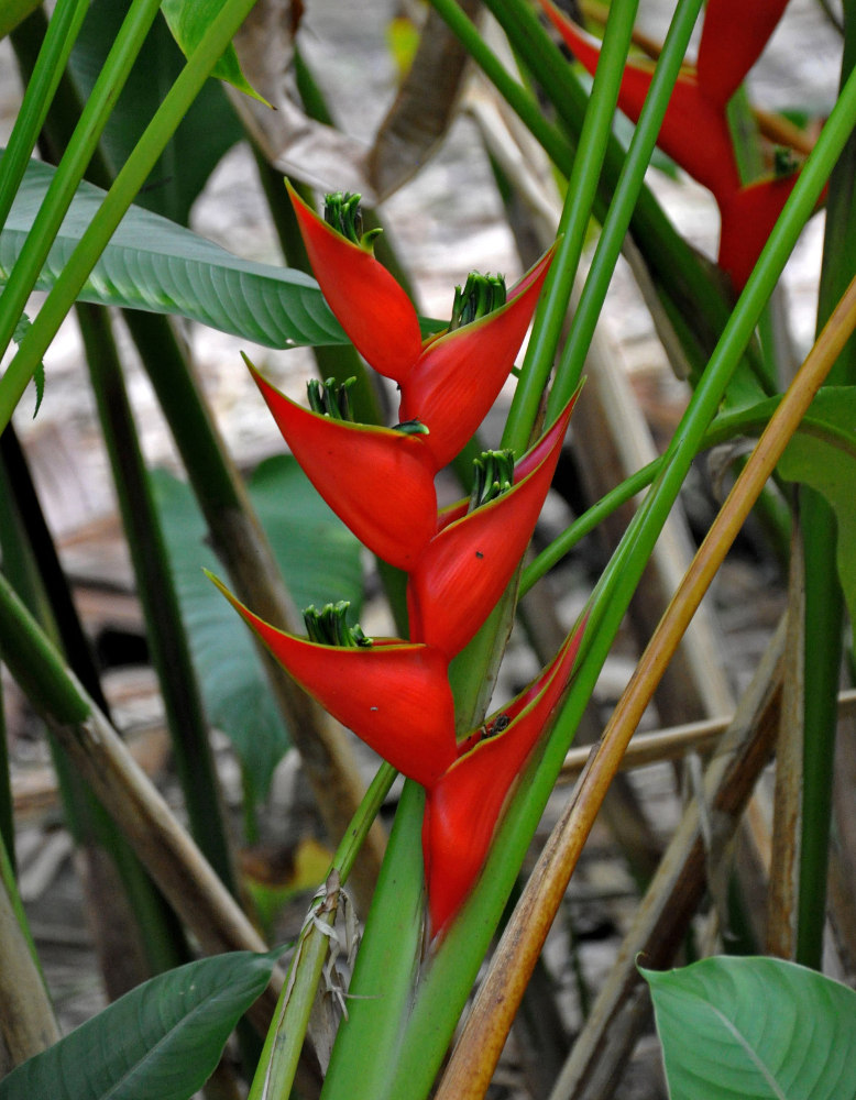 Изображение особи Heliconia stricta.