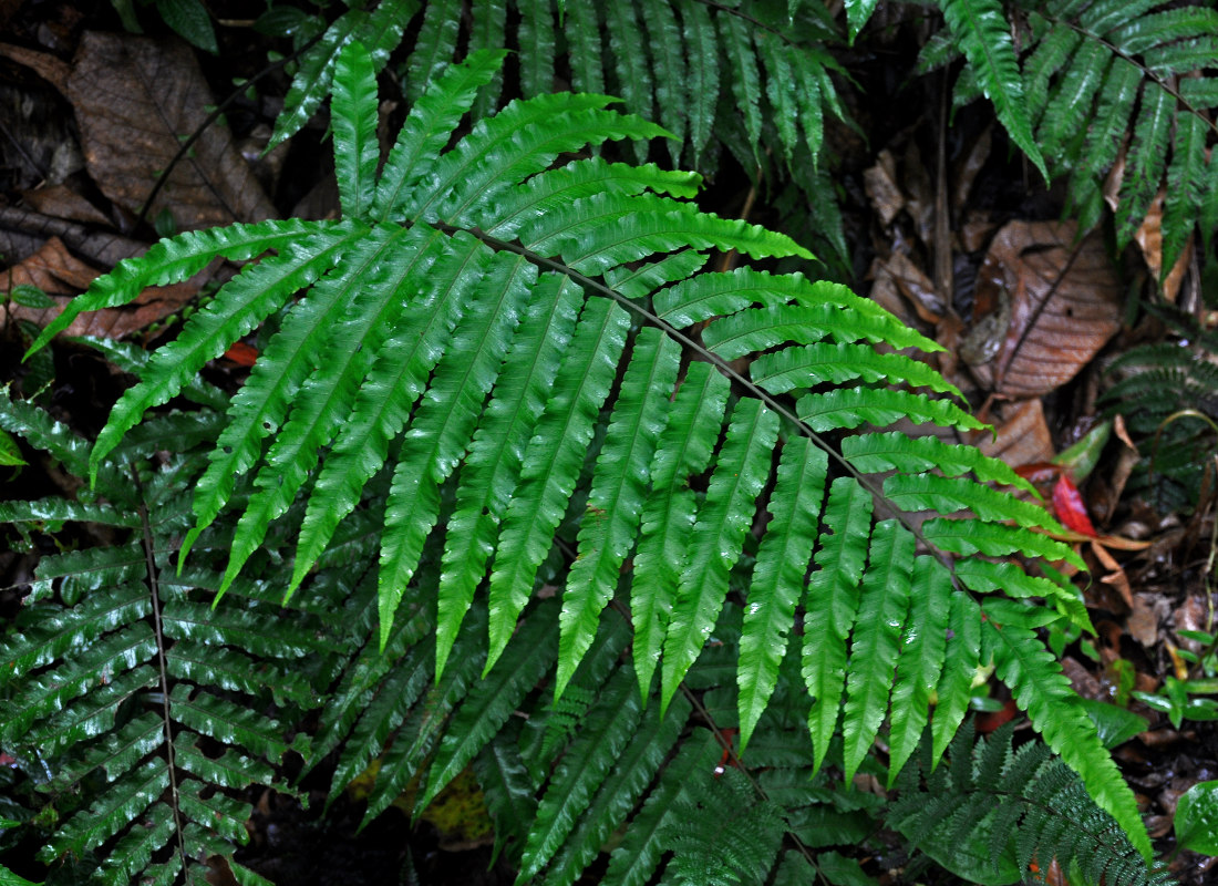 Image of Cyclosorus glandulosus specimen.