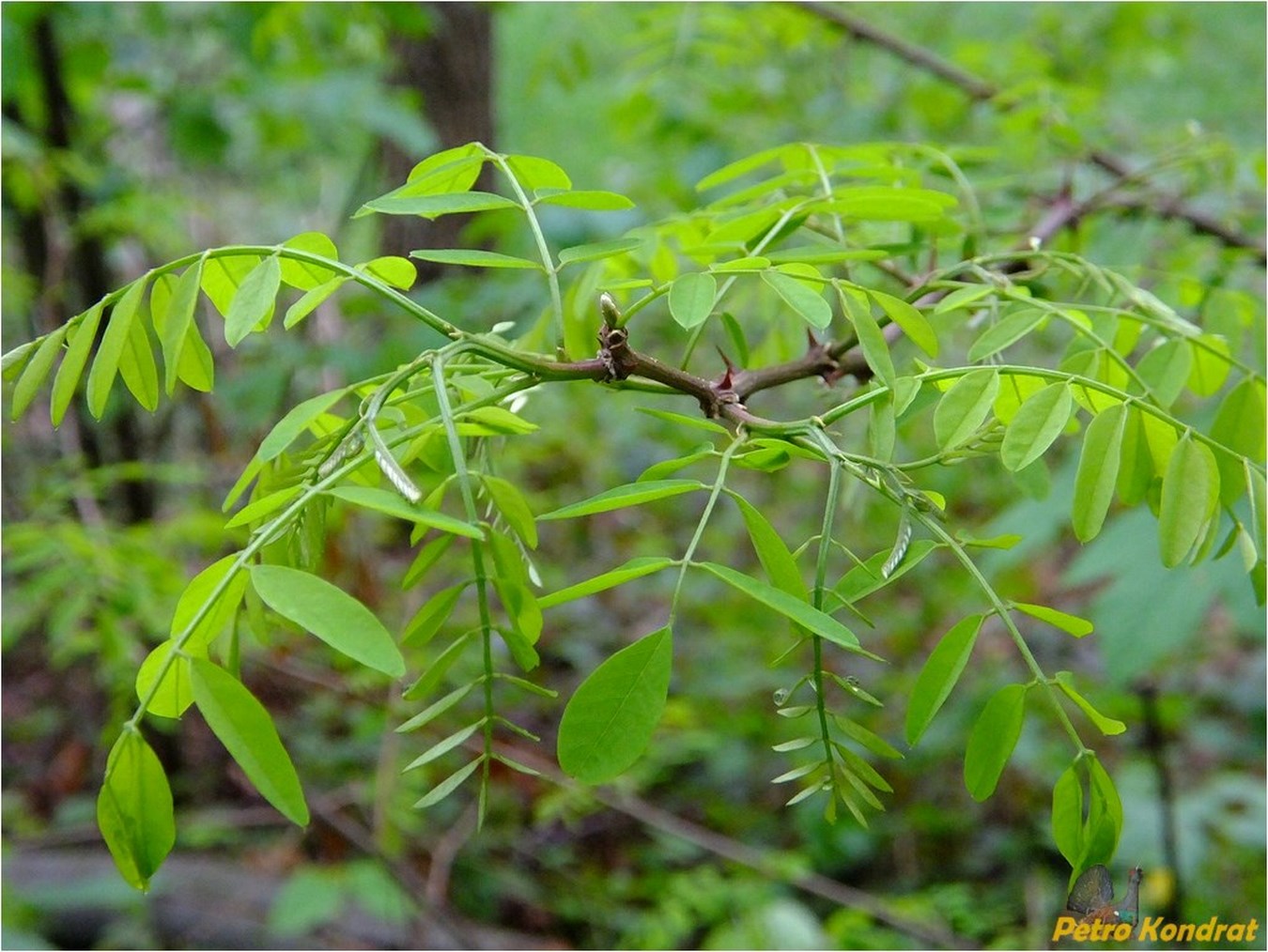 Изображение особи Robinia pseudoacacia.