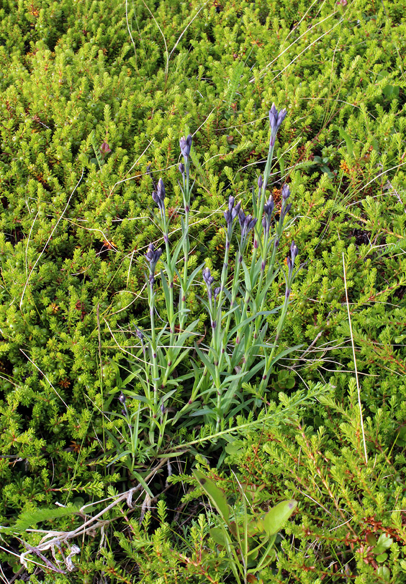 Image of Dianthus superbus ssp. norvegicus specimen.