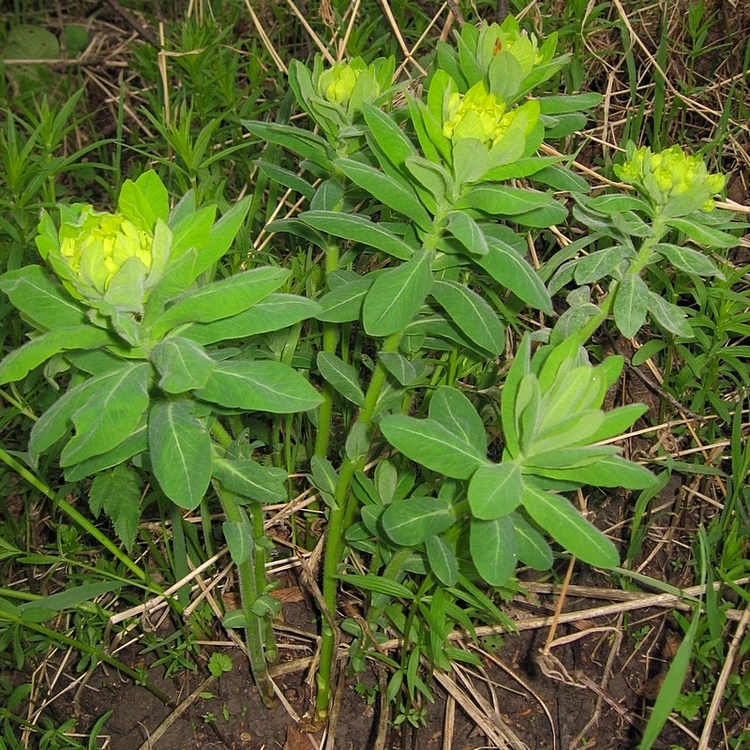 Image of Euphorbia pilosa specimen.