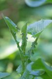 Смотреть изображение Cicerbita uralensis