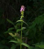 Stachys palustris. Верхушка цветущего растения. Чувашия, окр. г. Шумерля, пойма р. Сура, озеро Дачная бокалда. 29.08.2018.