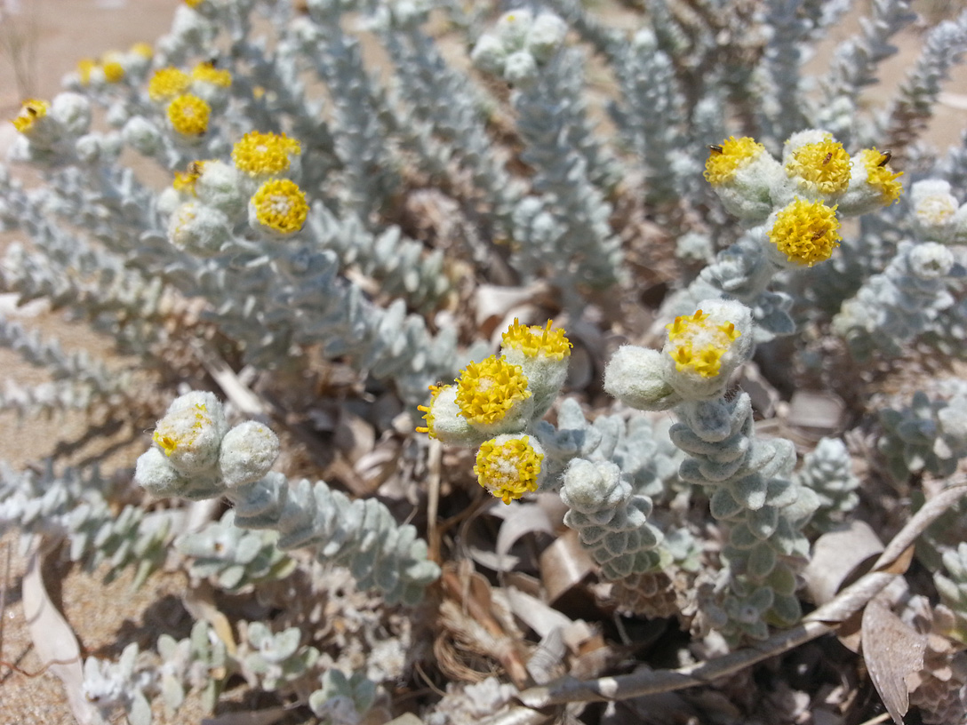 Изображение особи Otanthus maritimus.