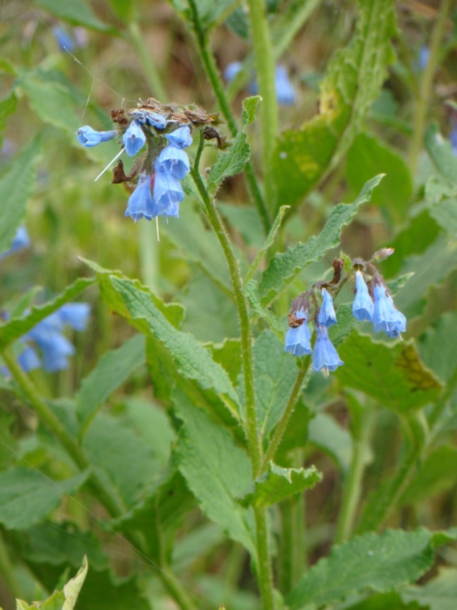 Image of genus Symphytum specimen.