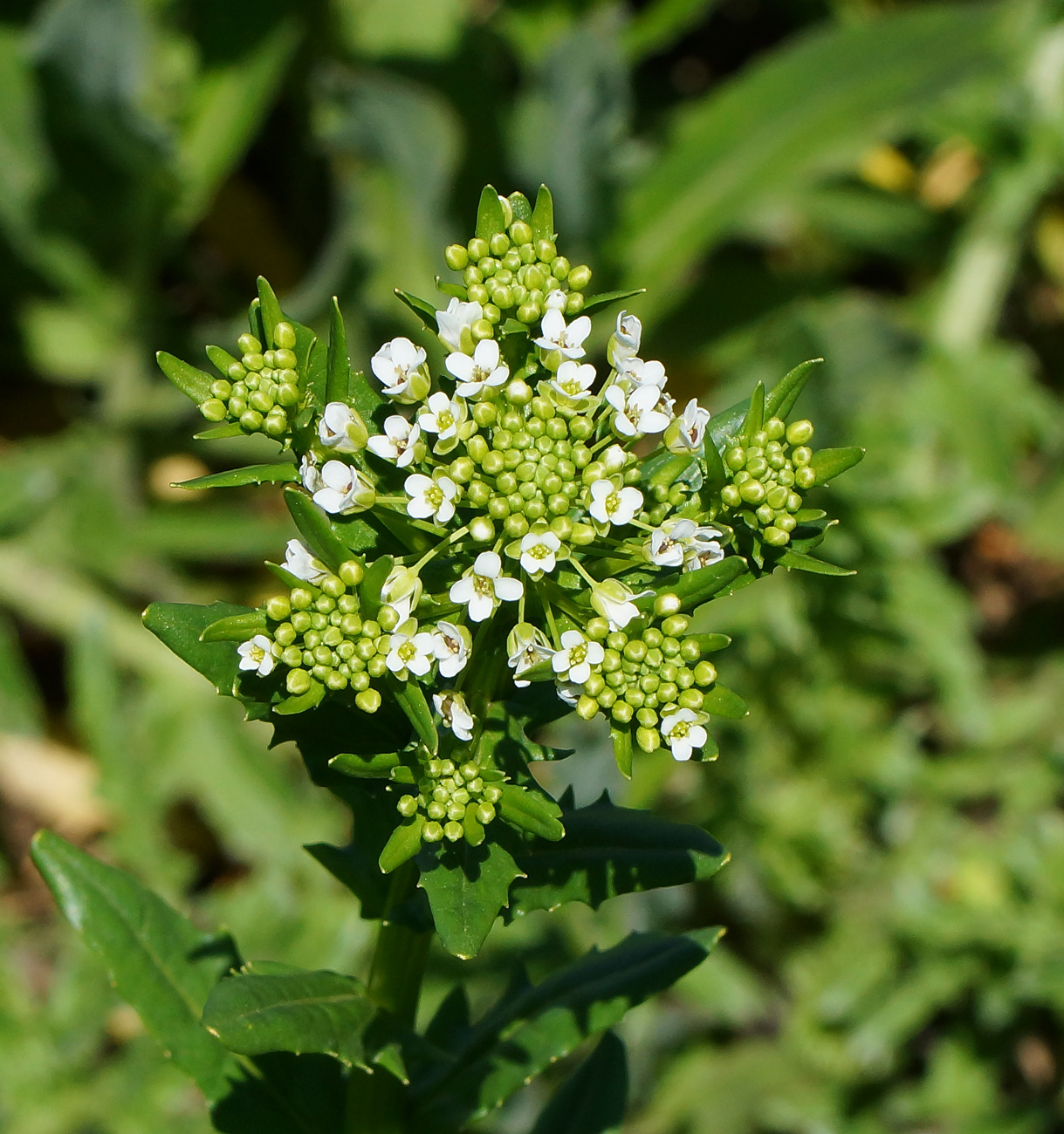 Image of Thlaspi arvense specimen.