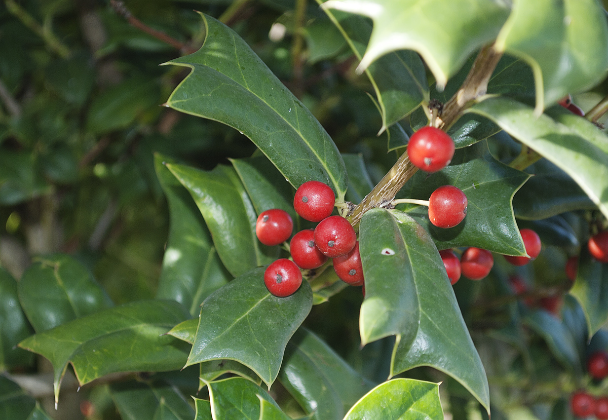 Image of Ilex cornuta specimen.