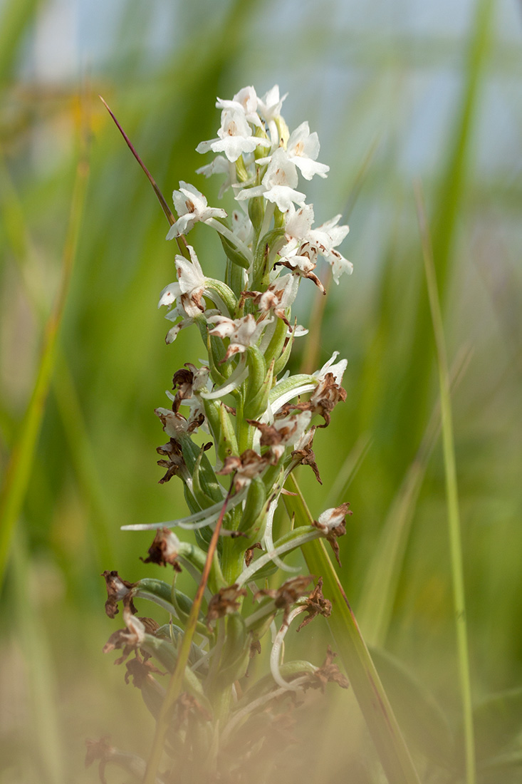 Image of Gymnadenia conopsea specimen.