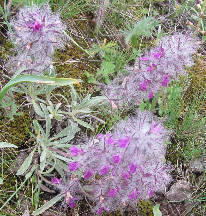 Изображение особи Stachys lavandulifolia.