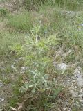 Eryngium campestre