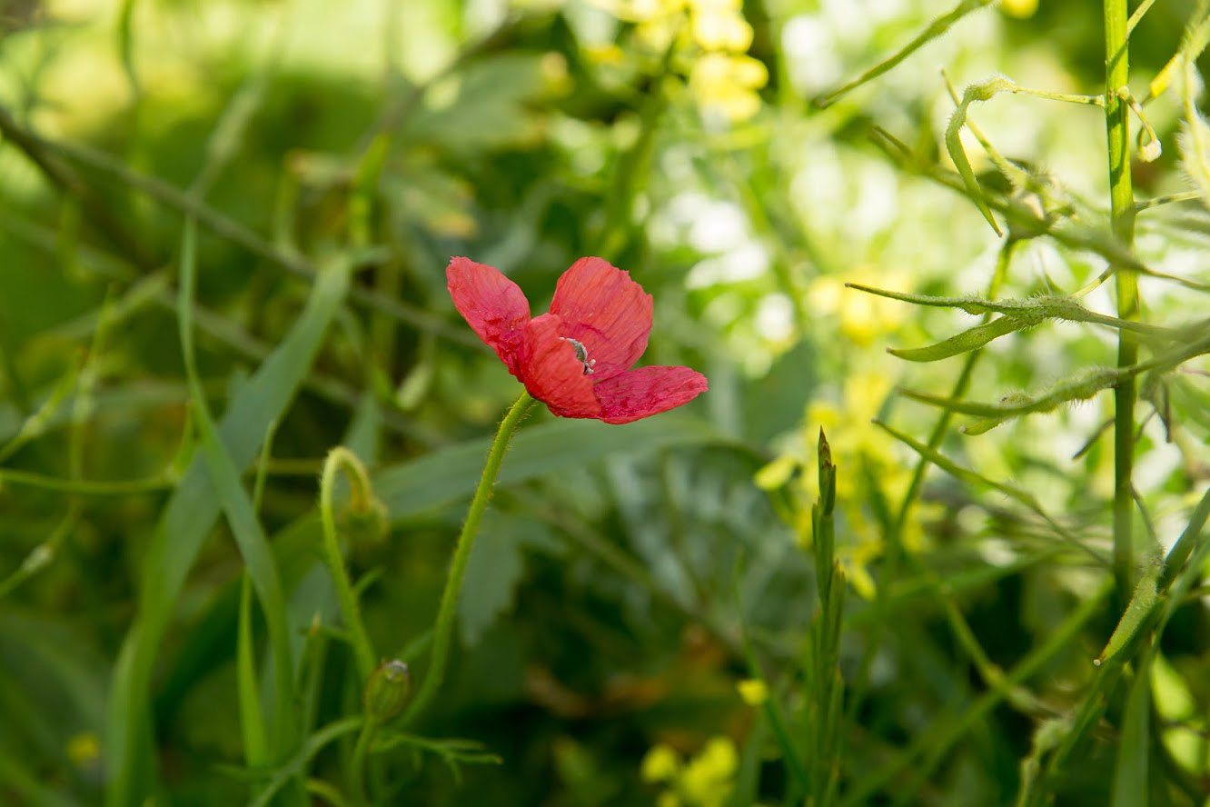 Image of Papaver hybridum specimen.