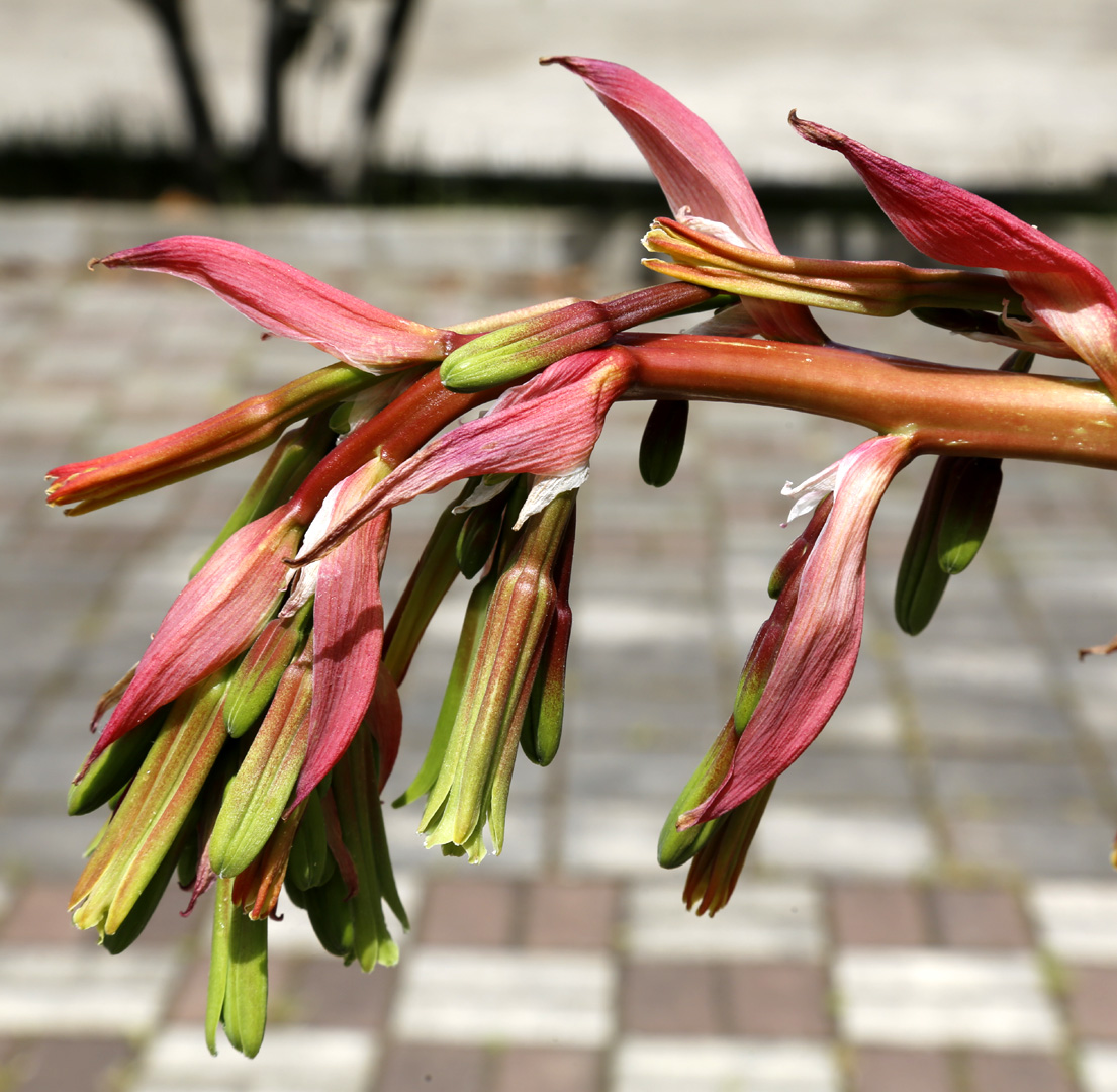 Изображение особи Beschorneria bracteata.