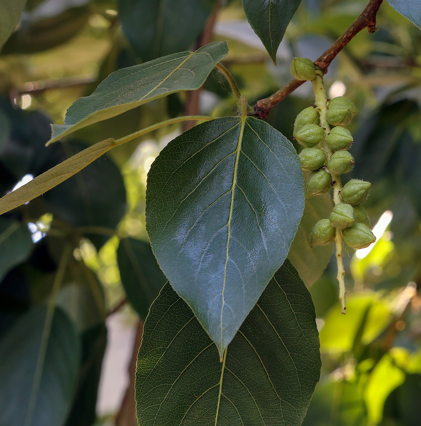 Image of genus Populus specimen.