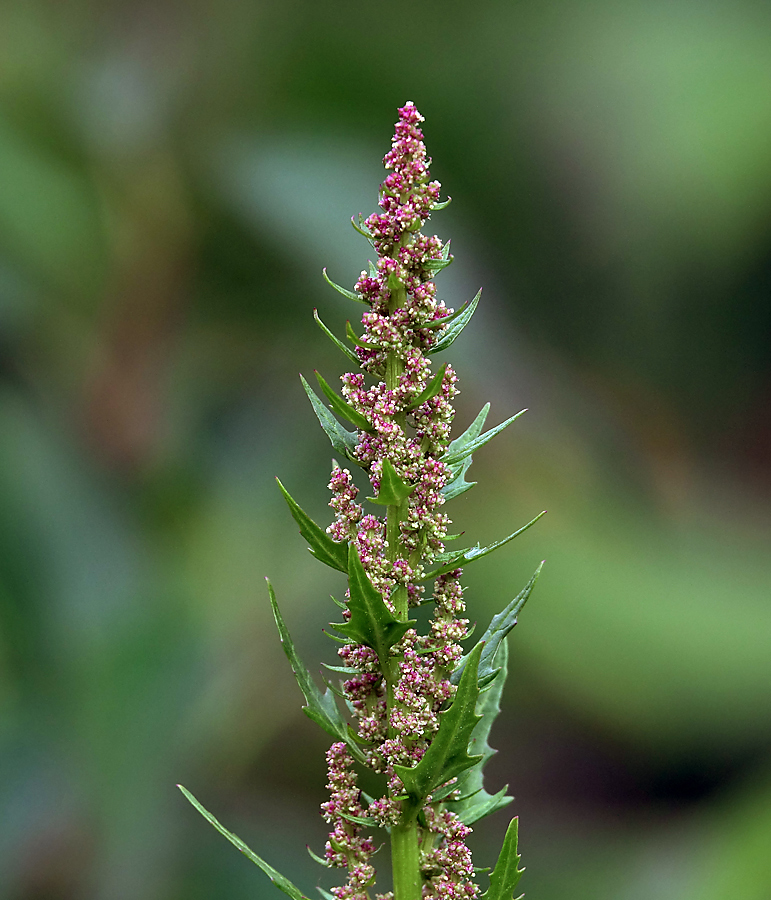 Image of Oxybasis rubra specimen.