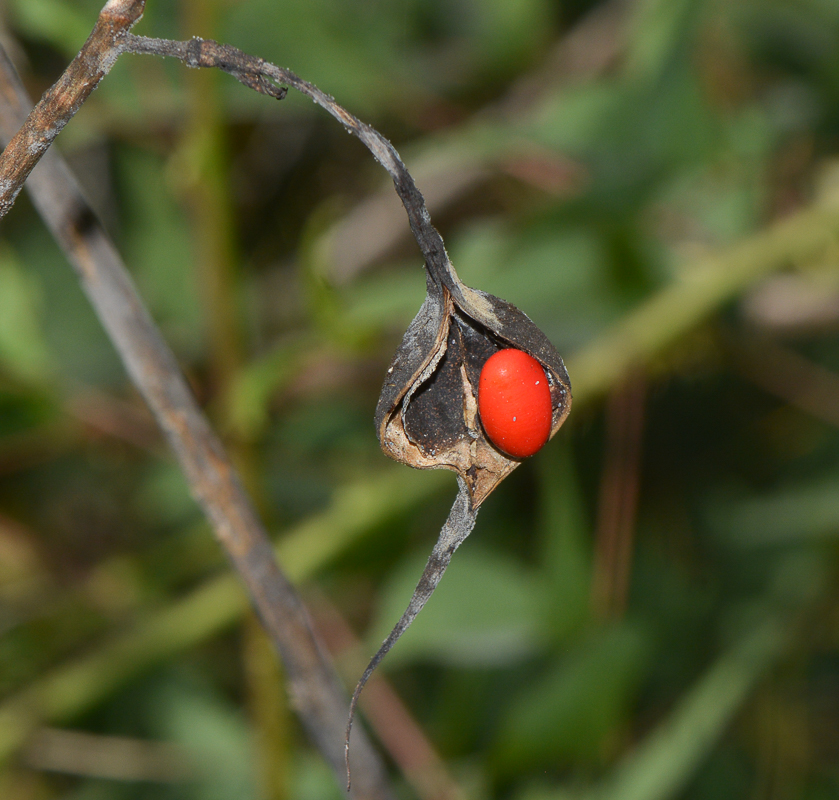 Image of Erythrina herbacea specimen.