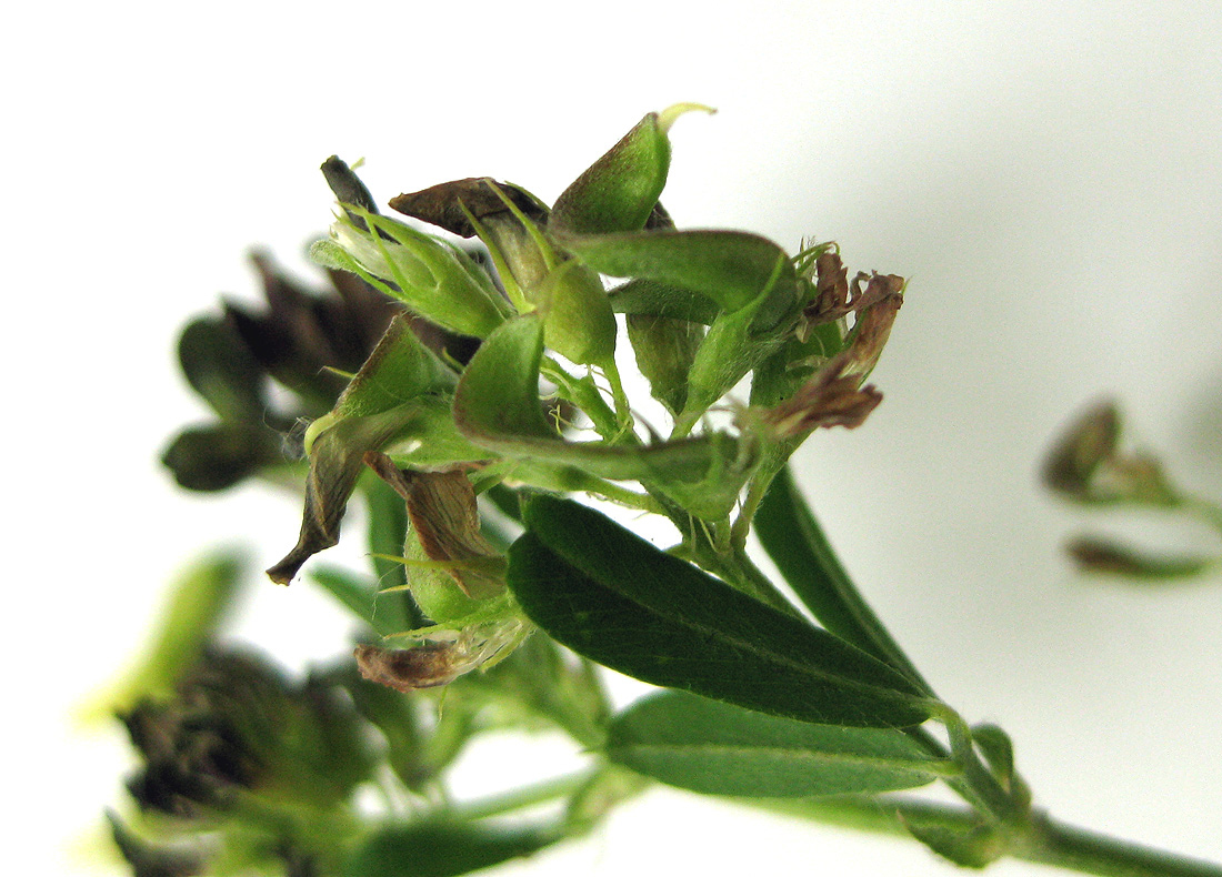 Image of Medicago &times; varia specimen.